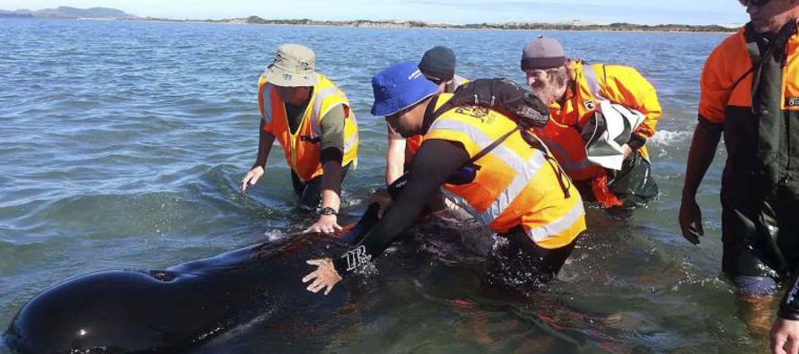 Un grupo de 49 ballenas piloto o calderones se varó en Farewell Spit, una remota playa en la...