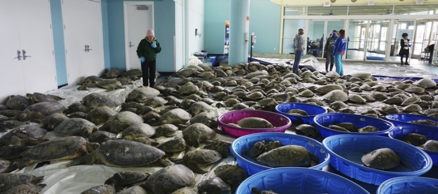 Tortugas marinas aturdidas por las temperaturas gélidas en las costas del Golfo de...