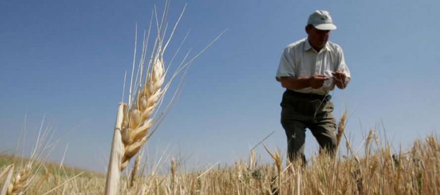"Las condiciones del clima han sido favorables para los cereales de invierno, no se observan...