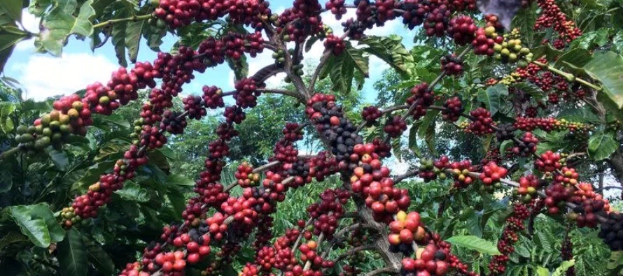 Safras & Mercado estima que la cosecha de café de Brasil en 2021 será de 57,1...