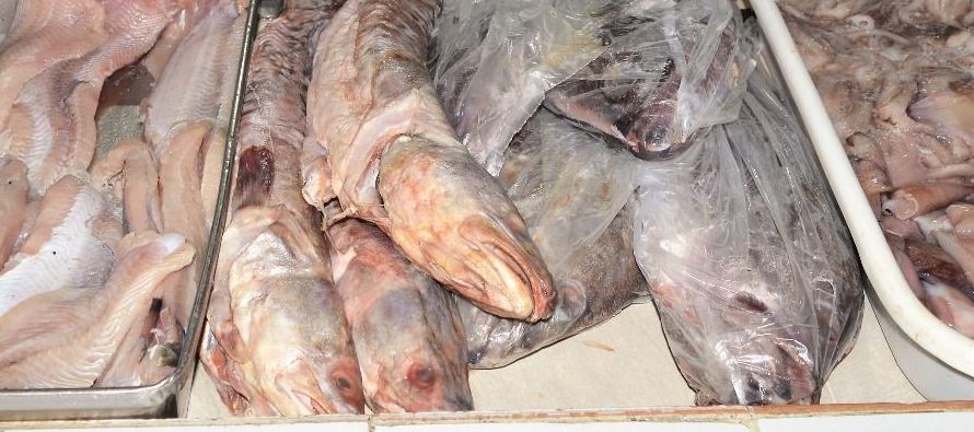 "Se está engañando a los consumidores de pescado porque se les da especies muy...