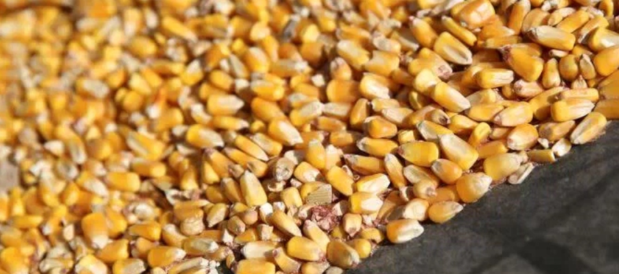 El gobierno ha dicho que espera que la superficie sembrada de maíz pueda ascender a 5,3...