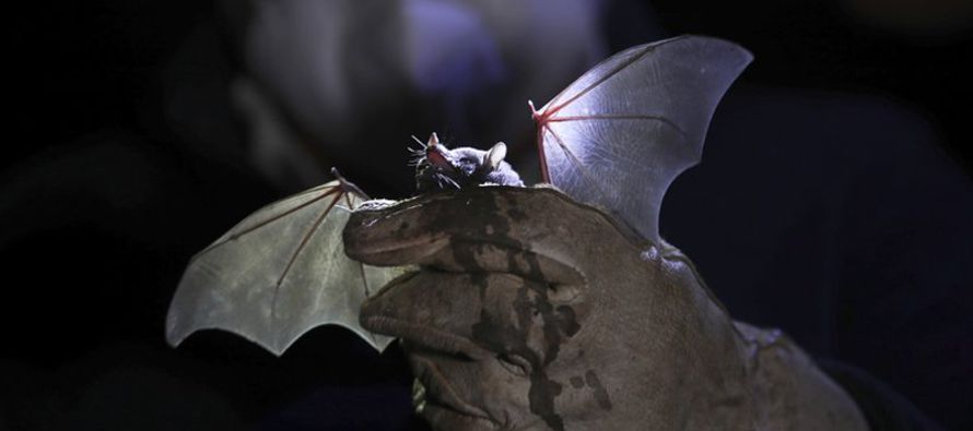 Sobre el murciélago de nariz larga, que es una de las 140 especies que hay en México,...