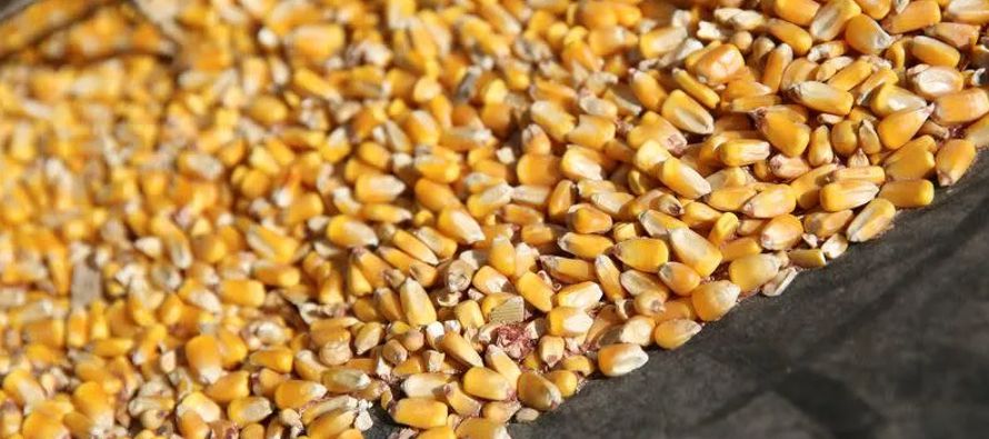 A las 1556 GMT, los futuros de maíz para mayo bajaban 3,5 centavos a 5,9050 dólares...