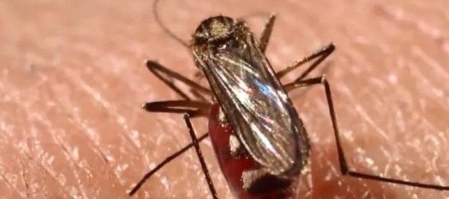 En otros tres sitios se harán pruebas con trampas para mosquitos tradicionales para comparar...