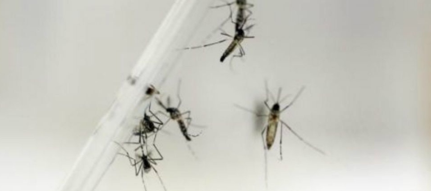 Una versión previa de mosquitos modificados genéticamente fue utilizada en Brasil,...