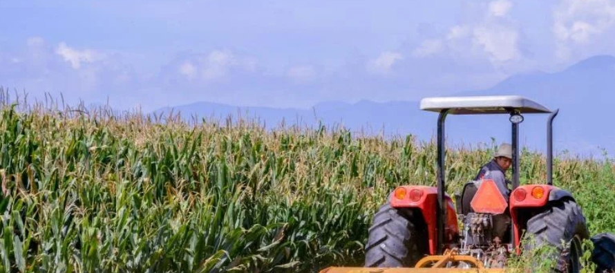 En el caso del maíz blanco, el estado occidental de Jalisco registró un aumento del 6...