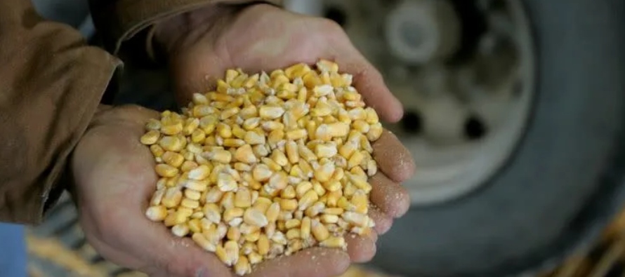 El USDA también dijo que las ventas de exportación de maíz totalizaron 4.339...