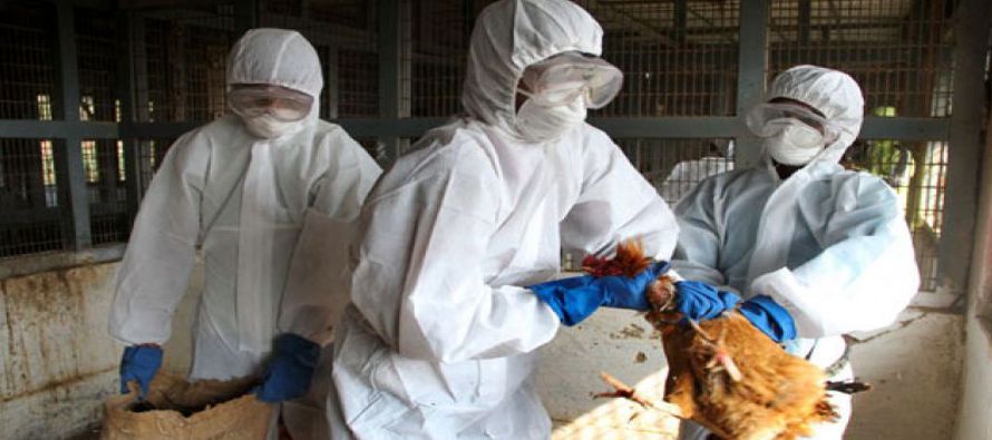 Los científicos chinos George Fu Gao y Weifeng Shi alertan de que los virus de gripe aviar...