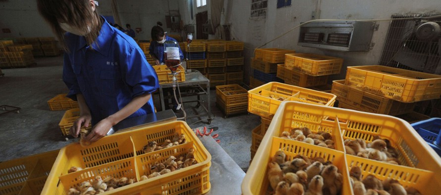 La sanidad china ha pedido a los ciudadanos que eviten el contacto con aves muertas y que traten de...