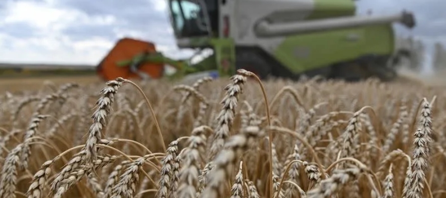 Rusia compite con la Unión Europea por el puesto de mayor exportador de trigo del mundo....