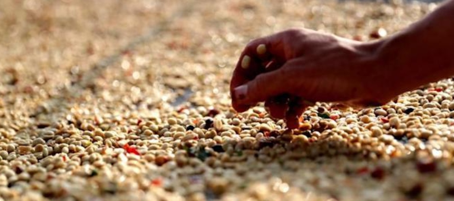 En 2020 Brasil exportó 44,5 millones de sacos de café, un volumen 9,4 % superior al...