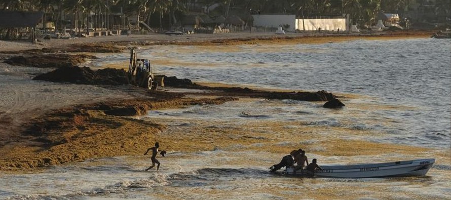 Según reportes del martes, el sargazo afecta los centros turísticos costeros ubicados...