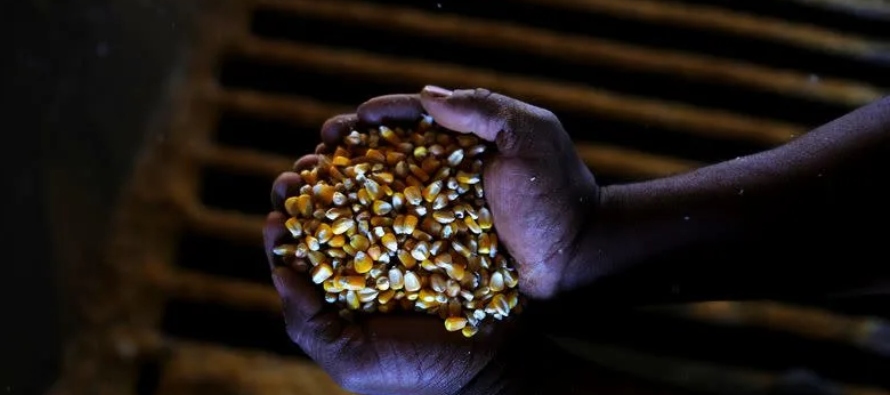 La segunda cosecha brasileña de maíz, o maíz de invierno, ya ha perdido...