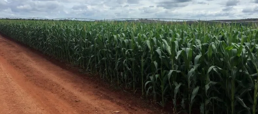La producción total de maíz en Brasil ahora se estima en 85,3 millones de toneladas,...