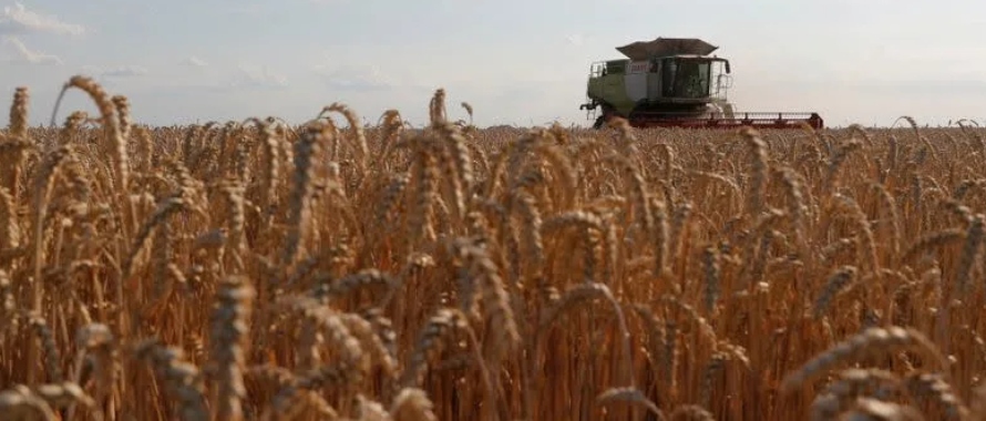 Ucrania, que comenzó la cosecha de granos de 2021, planea trillar alrededor de 76 millones...