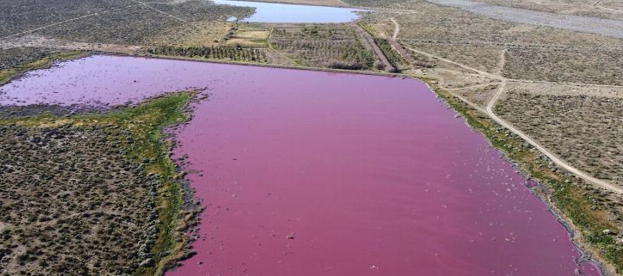 Las autoridades provinciales de Chubut afirmaron pocos días atrás que el color rosado...