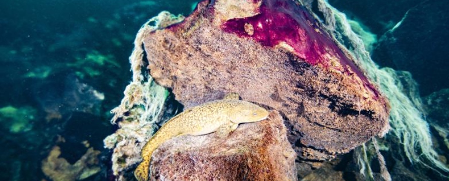 Los científicos sacaron bacterias púrpuras pegajosas de un profundo sumidero en el...