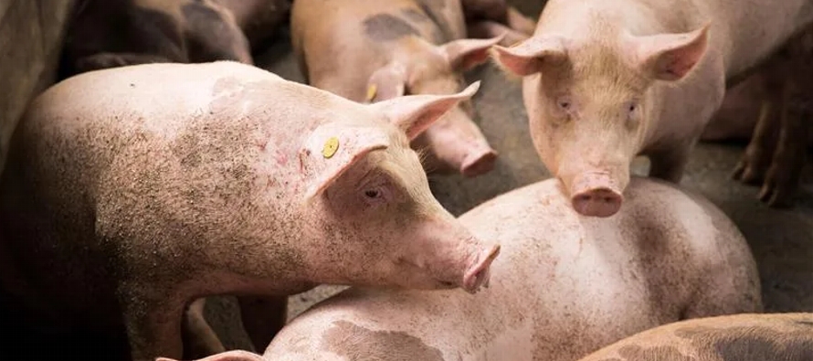 El brote, que ha provocado el sacrificio a nivel nacional de 14,000 cerdos de una población...