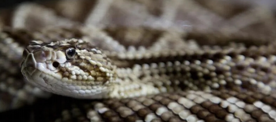 Cuando una posible amenaza se acerca, la serpiente acelera el cascabeleo de su cola de manera...