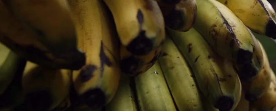 "La industria bananera de la región ha experimentado importantes incrementos de costos...