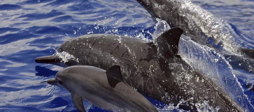 Nadar con delfines es una actividad popular entre los turistas en Hawai. Varias empresas ofrecen...