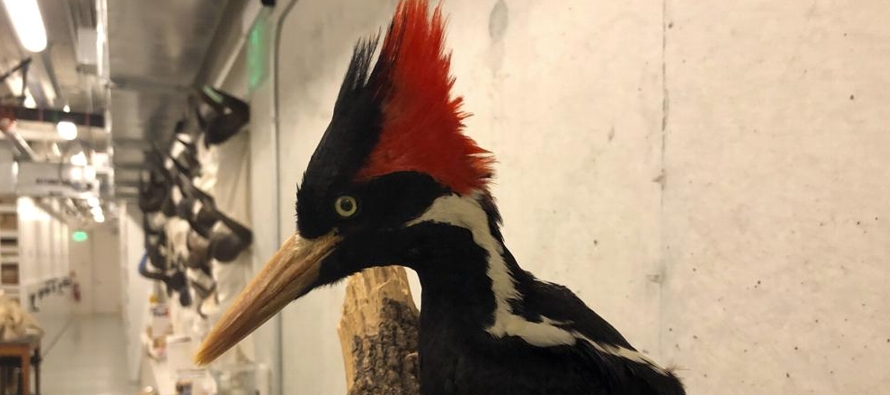 El picamaderos picomarfil, o pájaro carpintero real, era quizá la especie más...