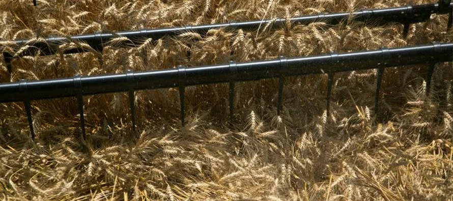 Los productores domésticos de granos obtuvieron 1.646 millones de bushels de trigo en el...