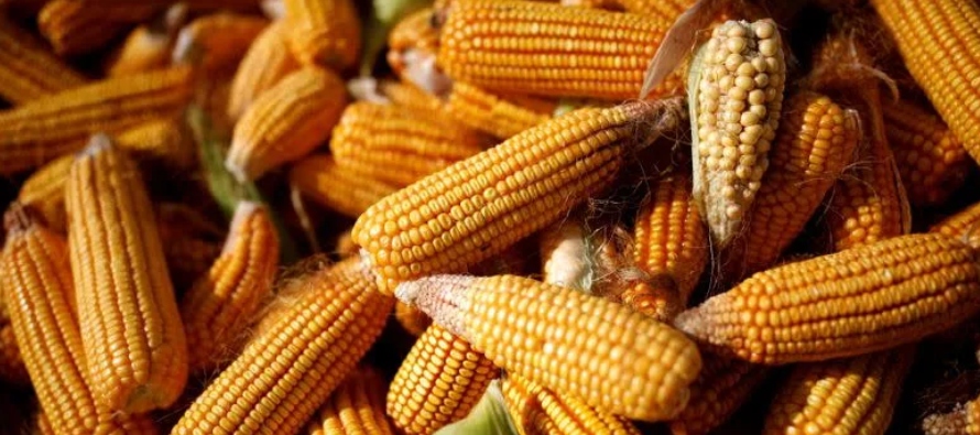 Se espera que China coseche uno de sus mayores volúmenes de maíz en años esta...