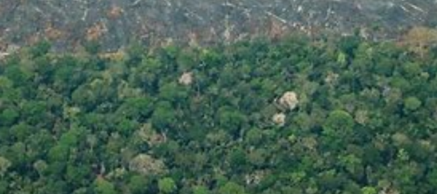 En la Amazonía peruana, la deforestación continúa impactando un año...