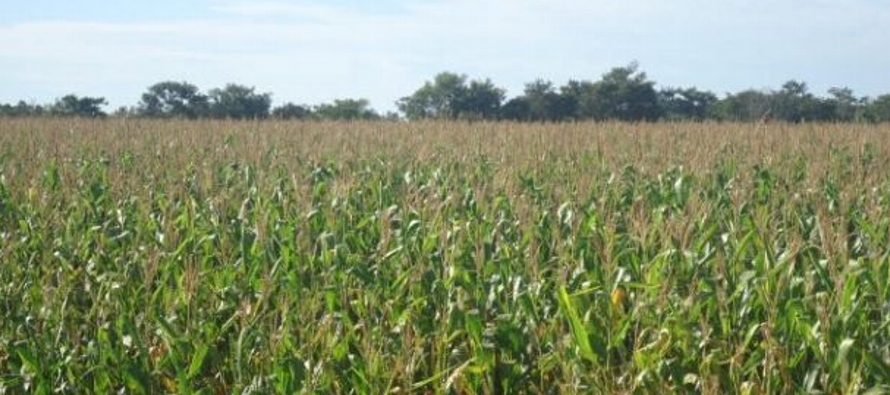 36 millones de hectáreas, corresponden a cultivos de soja, que se triplicaron en el...