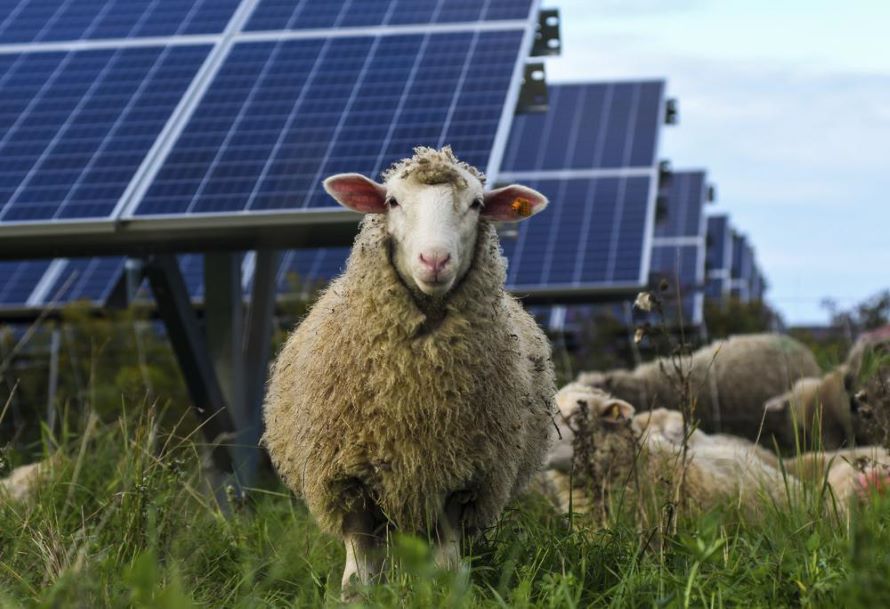 En la Cascadilla Community Solar Farm, en el estado de Nueva York, las ovejas pastan entre los...