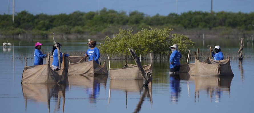 De 1980 a 2005 se perdieron entre el 20% y el 35% de los bosques de mangle del mundo, según...