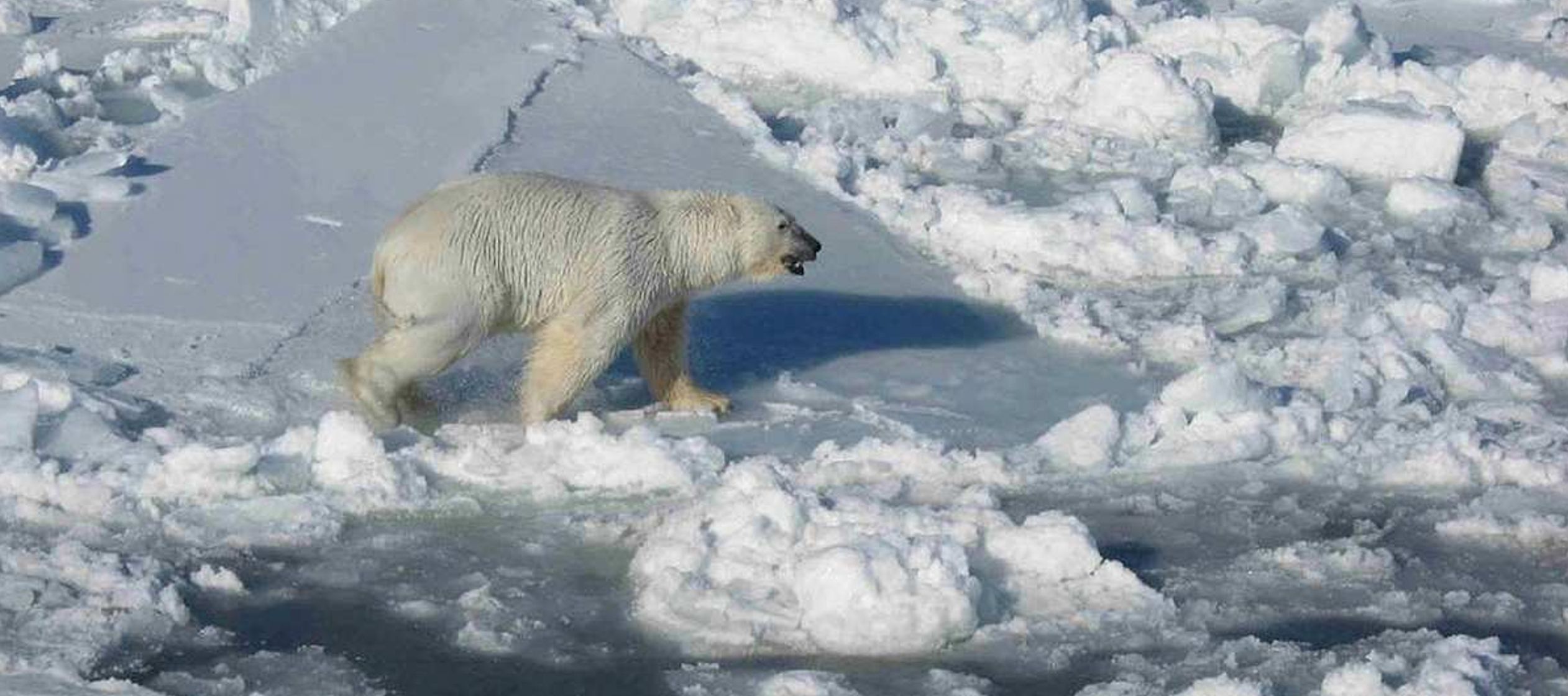 El oso polar, un animal majestuoso pero hambriento y en riesgo de extinción, depende de algo...