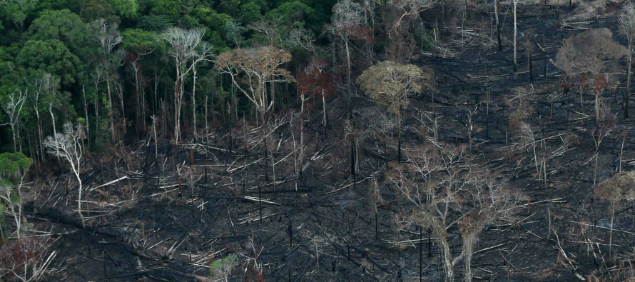Sólo en el primer semestre de este año la deforestación afectó a 3.609...
