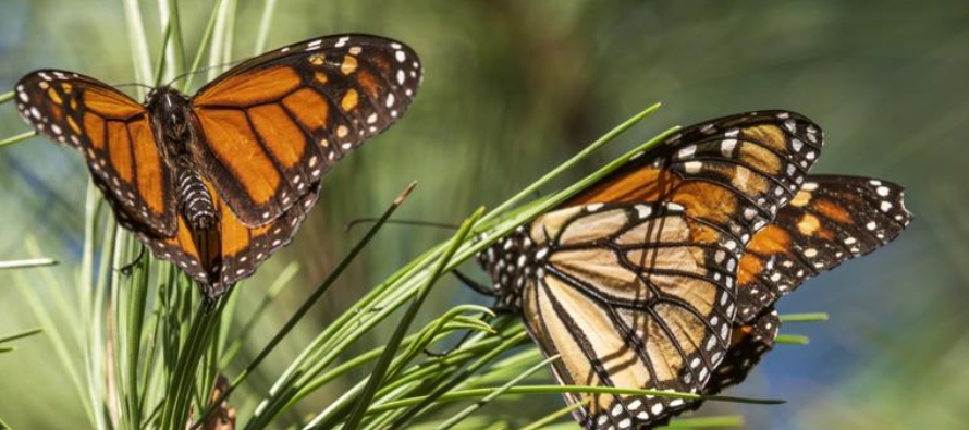 Las mariposas del este del país migran desde el sur de Canadá y el norte de Estados...