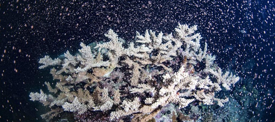 Los cientíticos grabaron el martes en la noche a los corales fecundando miles de millones de...