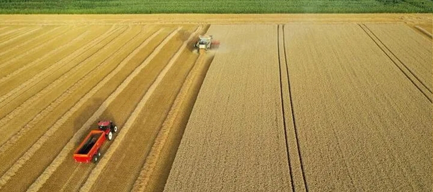 Para el trigo duro de invierno, se espera que los agricultores sembraran unas 279,000...