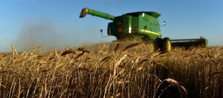 Kansas es el mayor productor de trigo duro rojo de invierno, uno de los tipos del cereal más...