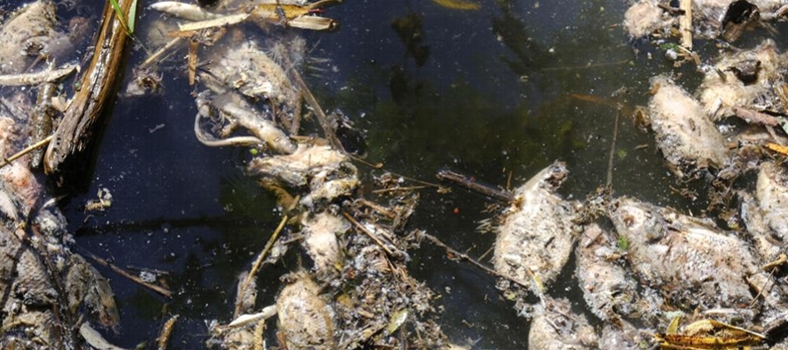 La contaminación y muerte masiva de peces en San Onofre tiene conmocionados a los más...