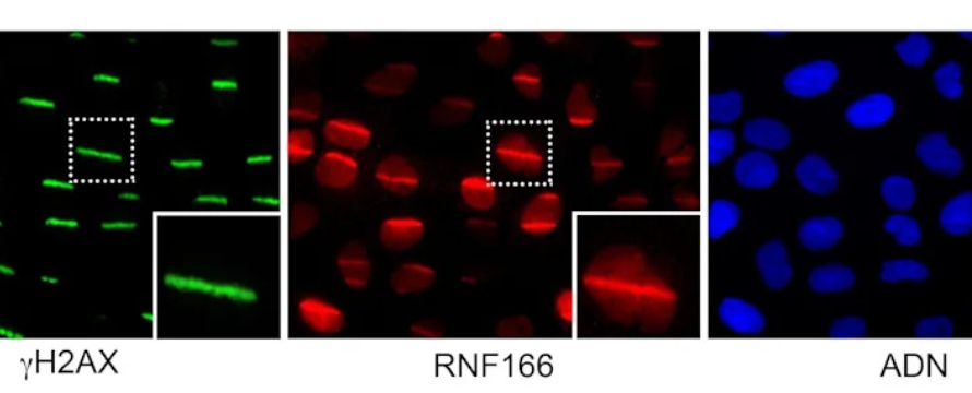 Ahora los investigadores han empleado microscopía de fluorescencia de alto rendimiento para...