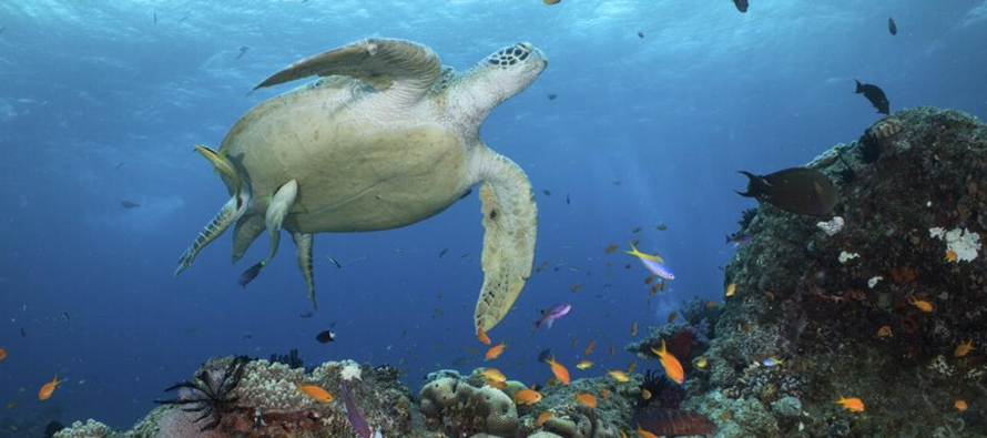 El parque marino gestiona la red de más de 2,500 arrecifes que cubren 348,000...