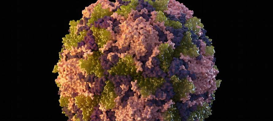 El poliovirus ha sido detectado en siete muestras distintas de aguas residuales en dos condados...