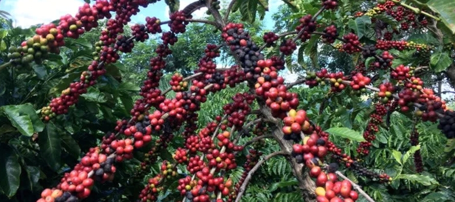 Cosecha de café de Brasil alcanza el 83% de la producción prevista, según Safras & Mercado
