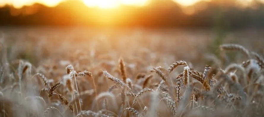 Los agricultores de la región de Krasnodar cosecharon 12,4 millones de toneladas de granos...