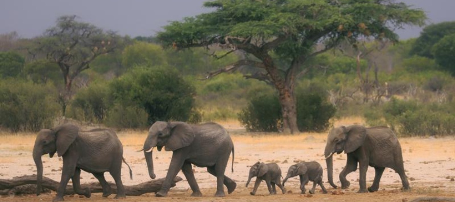 La mayoría de los parques de África fueron creados a fines del siglo 19, principios...