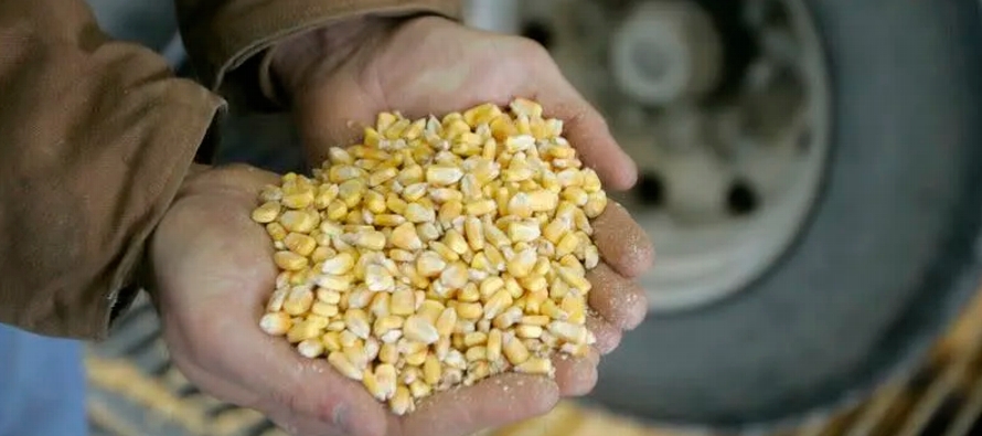 El maíz de la CBOT caía 18,5 centavos a 6,0975 dólares el bushel, mientras que...