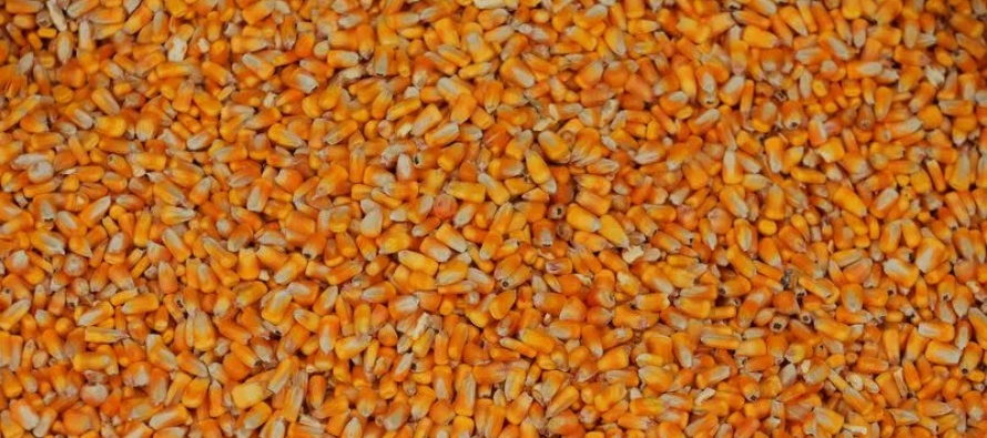 * Los precios del trigo también se han visto frenados por una excelente cosecha en Rusia, a...