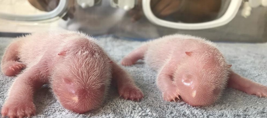 Los cachorros macho y hembra nacidos el martes en el Centro de Investigación de Pandas de...