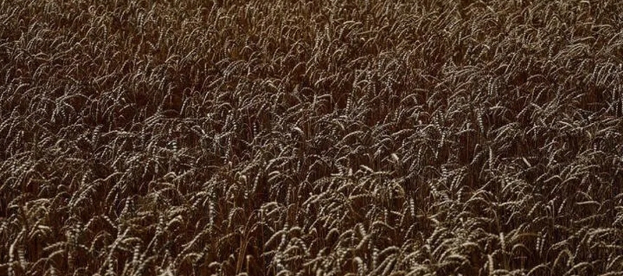 Los agricultores ya han completado la cosecha de trigo de 2022, trillando alrededor de 19 millones...